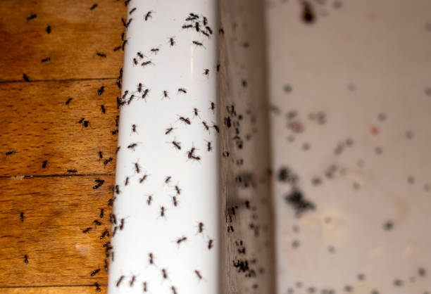 Best Commercial Pest Control Services  in Lake Tapps, WA