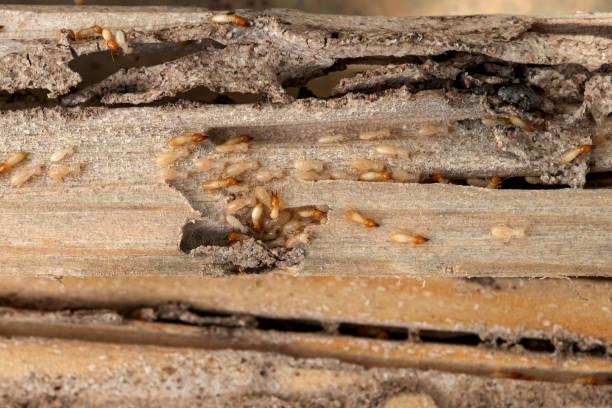 Best Exterminator Services  in Lake Tapps, WA