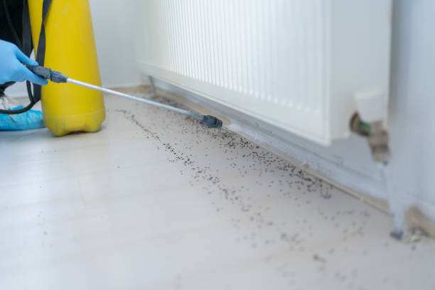 Best Flea Control Services  in Lake Tapps, WA